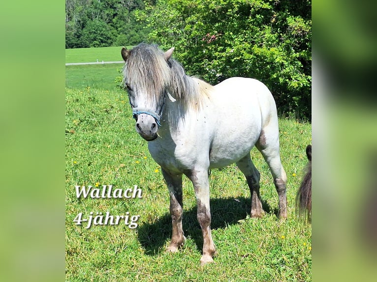 Ponis Shetland Caballo castrado 3 años 102 cm Castaño in Argenbühl