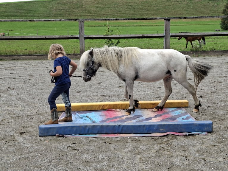 Ponis Shetland Caballo castrado 3 años 102 cm Castaño in Argenbühl