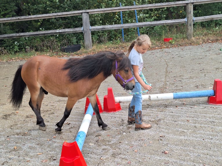 Ponis Shetland Caballo castrado 3 años 102 cm Castaño in Argenbühl
