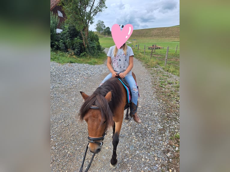 Ponis Shetland Caballo castrado 3 años 102 cm Castaño in Argenbühl