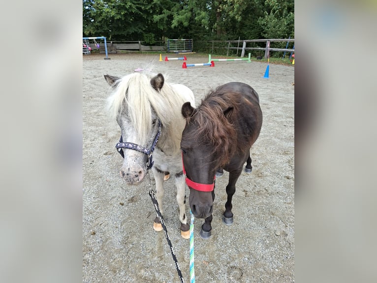 Ponis Shetland Caballo castrado 3 años 102 cm Castaño in Argenbühl