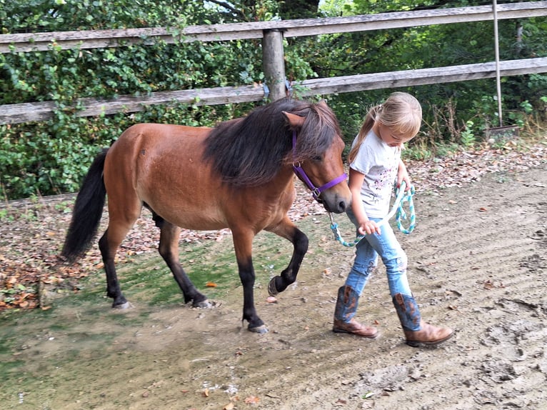 Ponis Shetland Caballo castrado 3 años 102 cm Castaño in Argenbühl