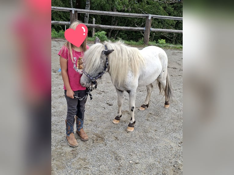 Ponis Shetland Caballo castrado 3 años 102 cm Castaño in Argenbühl