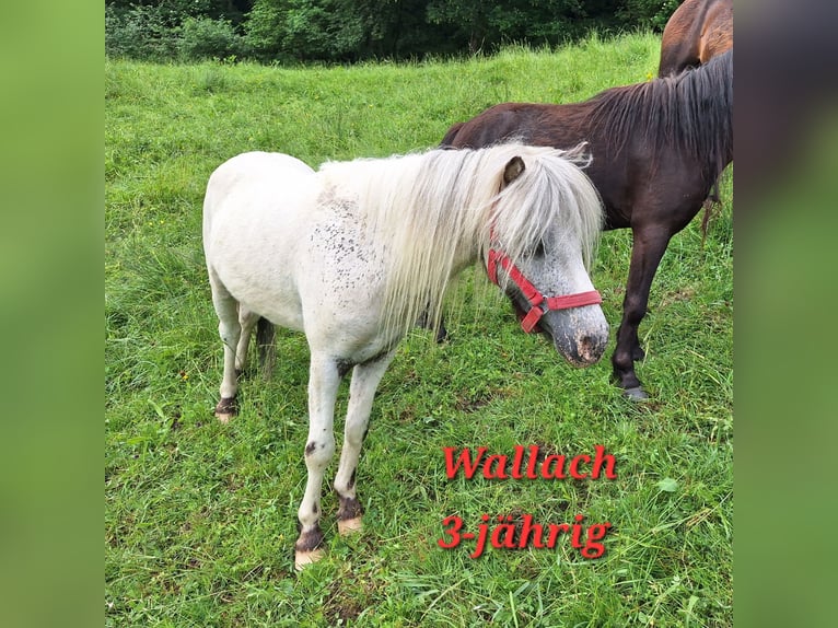 Ponis Shetland Caballo castrado 3 años 102 cm Castaño in Argenbühl