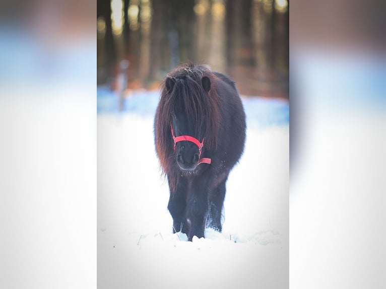 Ponis Shetland Caballo castrado 3 años 102 cm Tordillo negro in Much