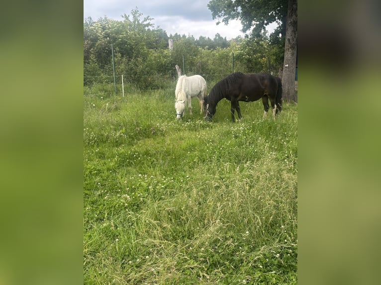 Ponis Shetland Caballo castrado 3 años 103 cm Tordo rodado in Netphen