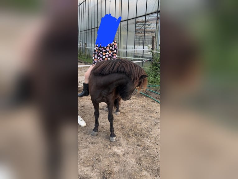 Ponis Shetland Caballo castrado 3 años 104 cm Negro in Kerken