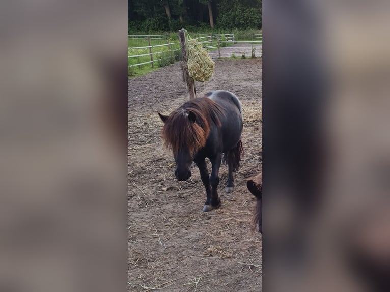 Ponis Shetland Caballo castrado 3 años 104 cm Negro in Kerken