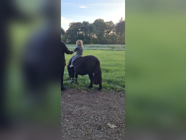 Ponis Shetland Caballo castrado 3 años 104 cm Negro in Kerken