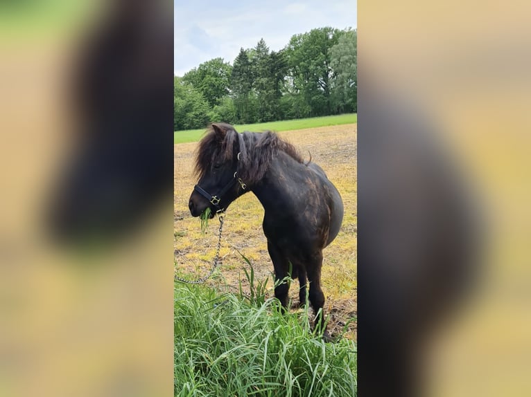 Ponis Shetland Caballo castrado 3 años 104 cm Negro in Kerken