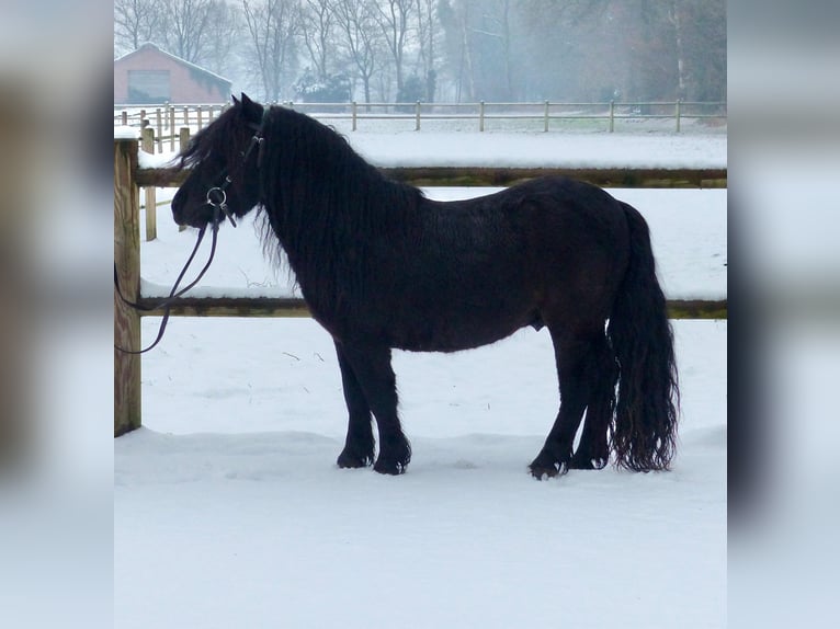 Ponis Shetland Caballo castrado 3 años 105 cm Negro in Halle