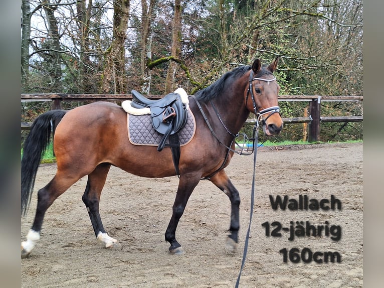Ponis Shetland Caballo castrado 3 años 105 cm Negro in Argenbühl