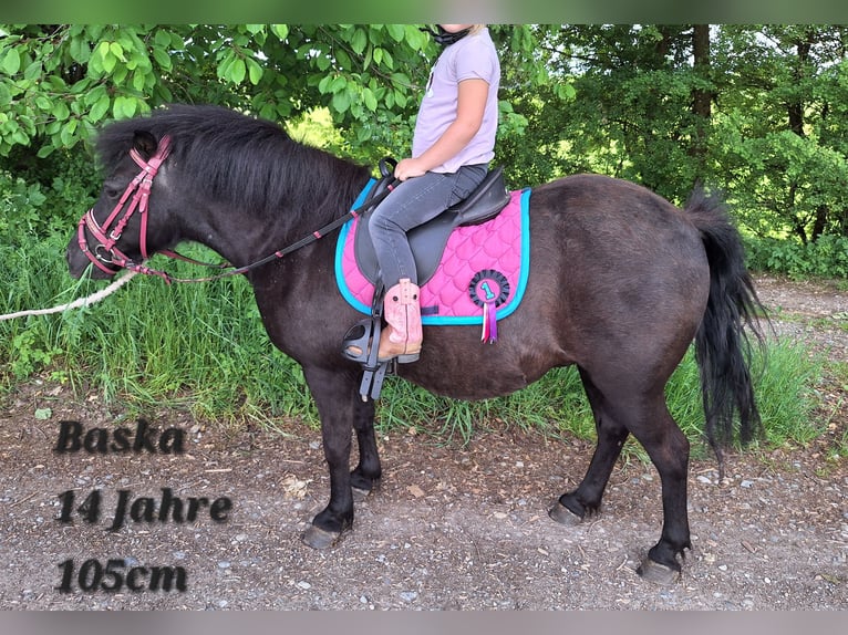 Ponis Shetland Caballo castrado 3 años 105 cm Negro in Argenbühl
