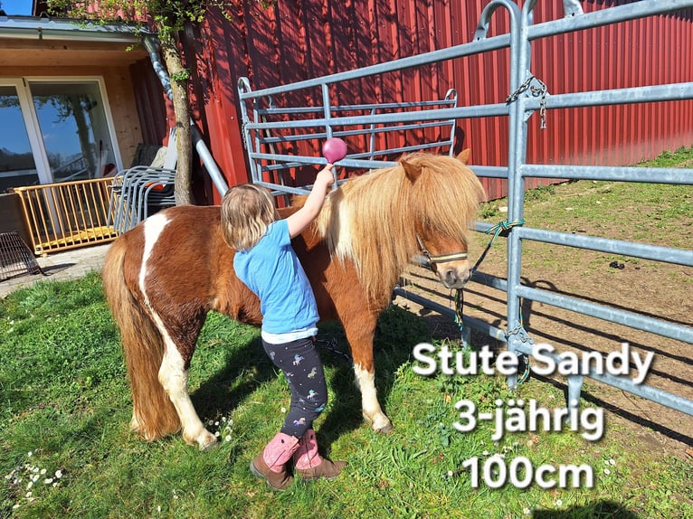 Ponis Shetland Caballo castrado 3 años 105 cm Negro in Argenbühl