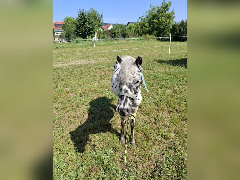 Ponis Shetland Caballo castrado 3 años 110 cm Atigrado/Moteado in Oberwart