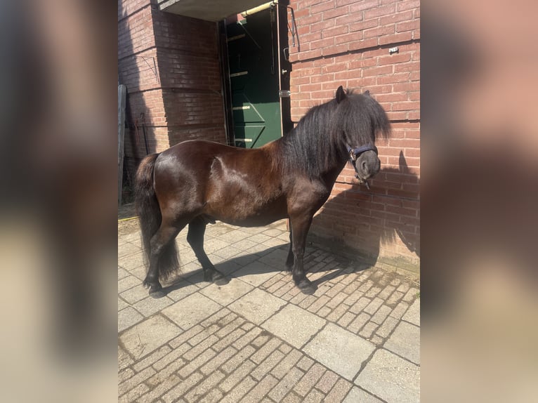 Ponis Shetland Caballo castrado 3 años 110 cm Morcillo in MaastrichtMaastricht