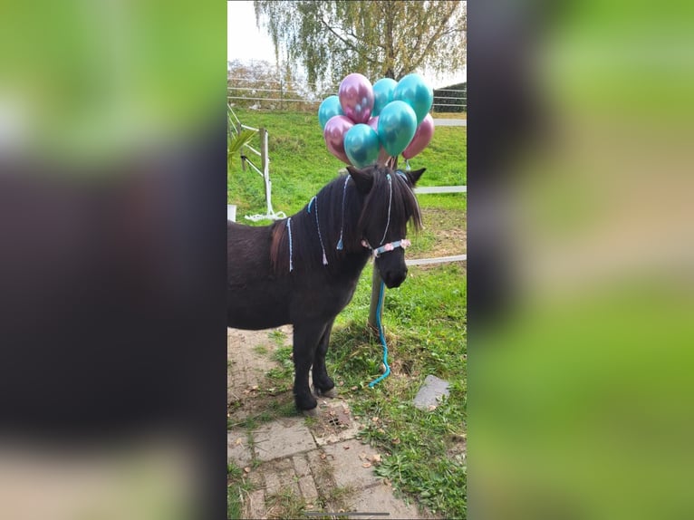 Ponis Shetland Caballo castrado 3 años 110 cm Morcillo in MaastrichtMaastricht