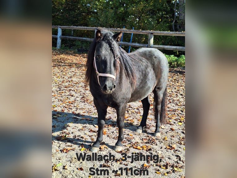 Ponis Shetland Caballo castrado 3 años 111 cm Negro in Argenbühl Ponis Shetland Caballo castrado 3 años 111 cm Negro in Argenbühl