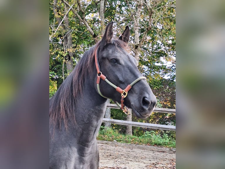 Ponis Shetland Caballo castrado 3 años 111 cm Negro in Argenbühl Ponis Shetland Caballo castrado 3 años 111 cm Negro in Argenbühl