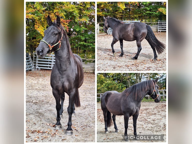 Ponis Shetland Caballo castrado 3 años 111 cm Negro in Argenbühl Ponis Shetland Caballo castrado 3 años 111 cm Negro in Argenbühl