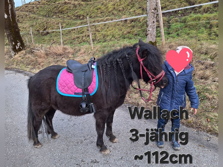 Ponis Shetland Caballo castrado 3 años 112 cm Negro in Argenbühl