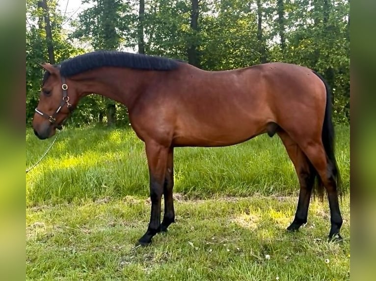 Ponis Shetland Caballo castrado 3 años 168 cm Castaño in Haag Dorf