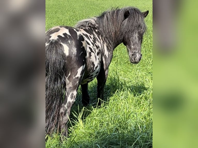 Ponis Shetland Caballo castrado 3 años 82 cm in Oberlangen