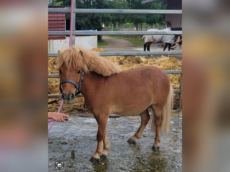 Ponis Shetland Caballo castrado 3 años 83 cm Alazán in Gerlenhofen