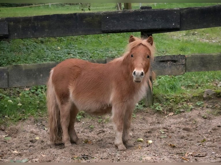 Ponis Shetland Caballo castrado 3 años 90 cm Negro in Bruchsal