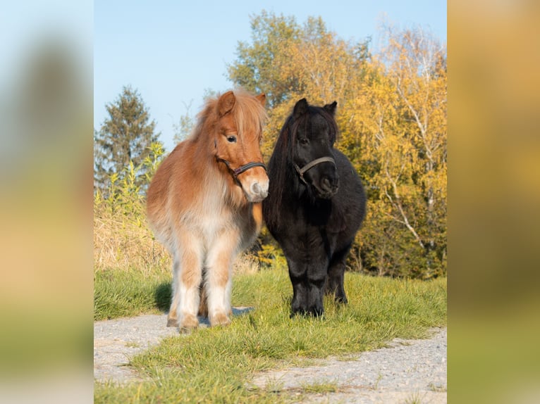 Ponis Shetland Caballo castrado 3 años 90 cm Negro in Bruchsal