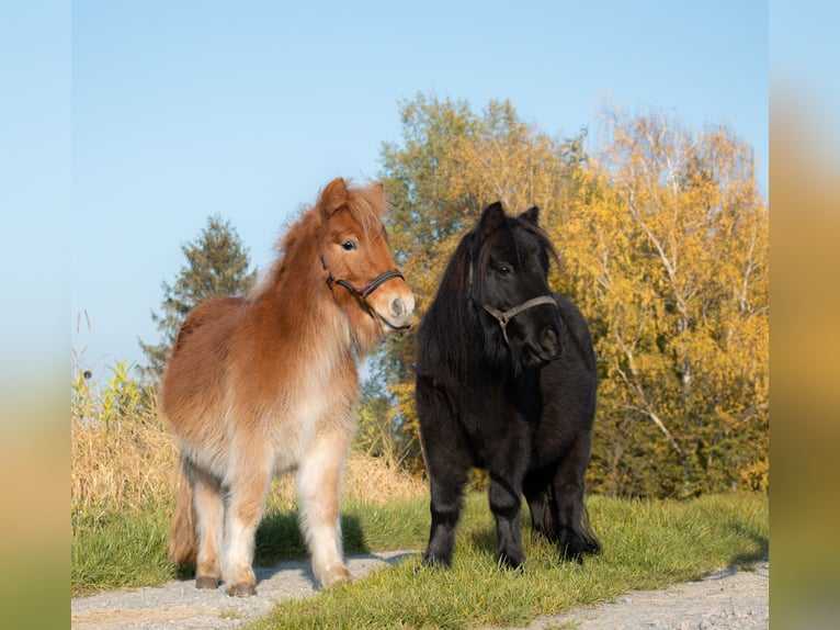 Ponis Shetland Caballo castrado 3 años 90 cm Negro in Bruchsal