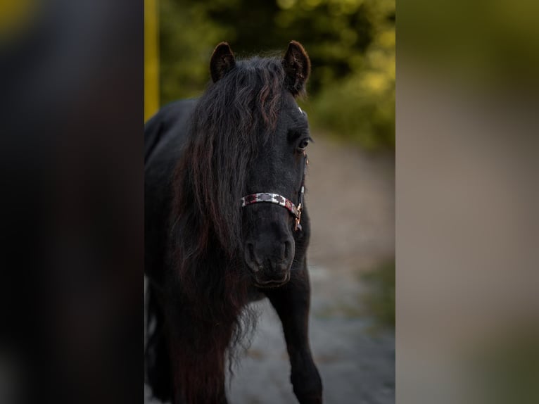 Ponis Shetland Caballo castrado 3 años 95 cm Negro in Siegen