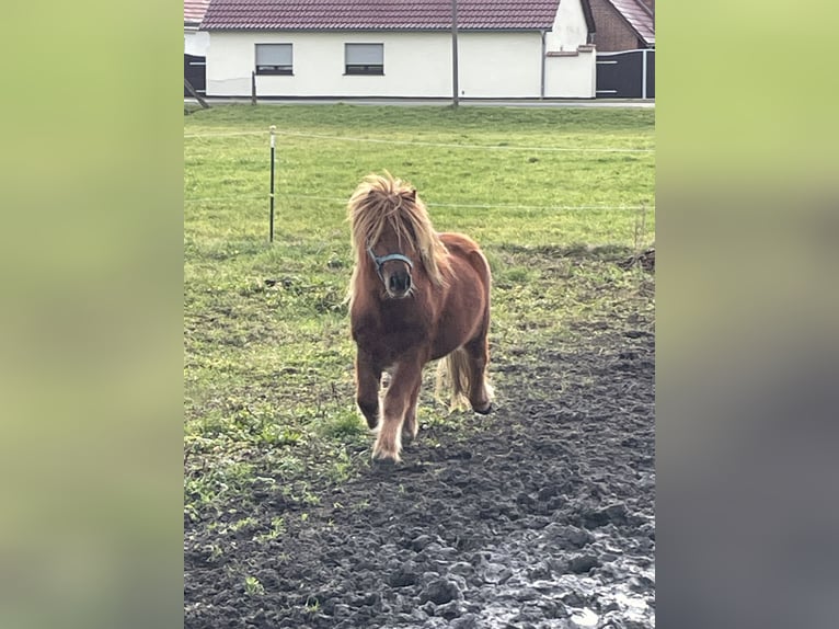Ponis Shetland Caballo castrado 3 años 97 cm Alazán in Hindenberg