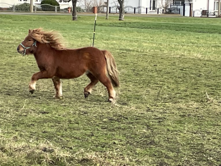 Ponis Shetland Caballo castrado 3 años 97 cm Alazán in Hindenberg