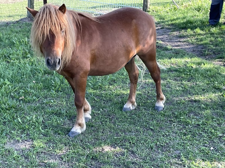 Ponis Shetland Caballo castrado 3 años 97 cm Alazán in Hindenberg