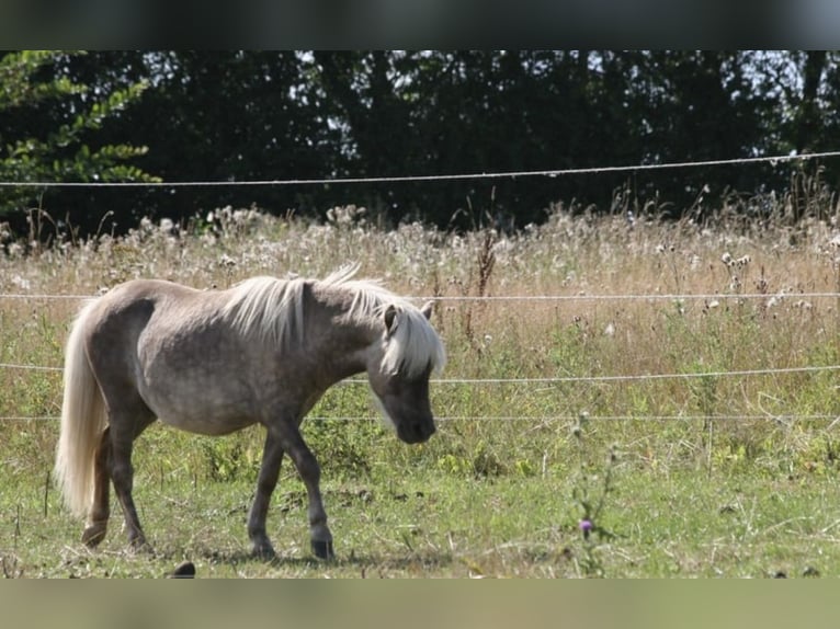 Ponis Shetland Caballo castrado 3 años 98 cm  in Lindlar