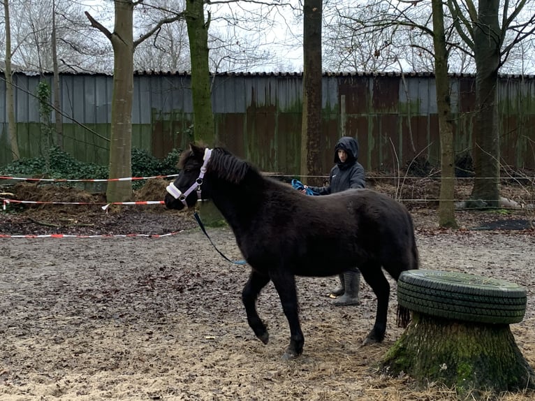 Ponis Shetland Caballo castrado 3 años in Sophienhamm