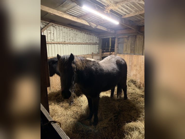 Ponis Shetland Caballo castrado 3 años in Sophienhamm