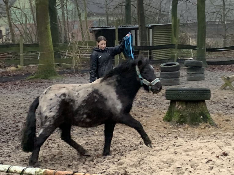 Ponis Shetland Caballo castrado 3 años in Sophienhamm