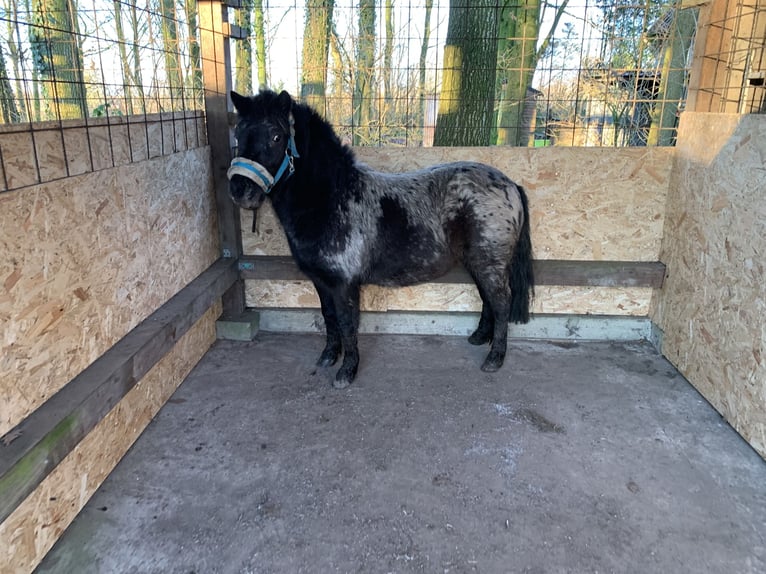 Ponis Shetland Caballo castrado 3 años in Sophienhamm