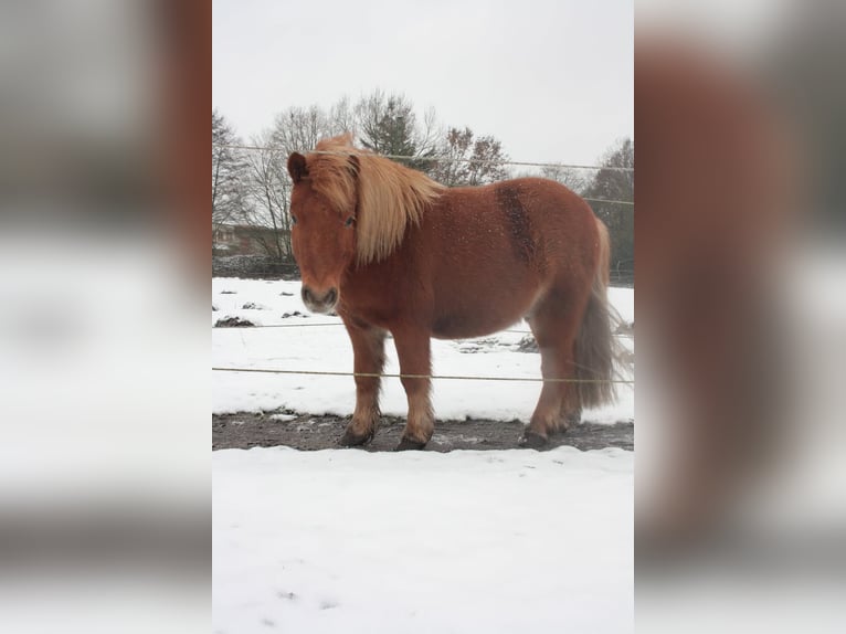 Ponis Shetland Caballo castrado 4 años 100 cm Alazán in Sitzensen