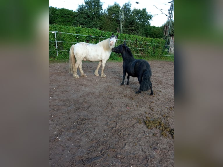 Ponis Shetland Caballo castrado 4 años 100 cm Negro in Langenfeld