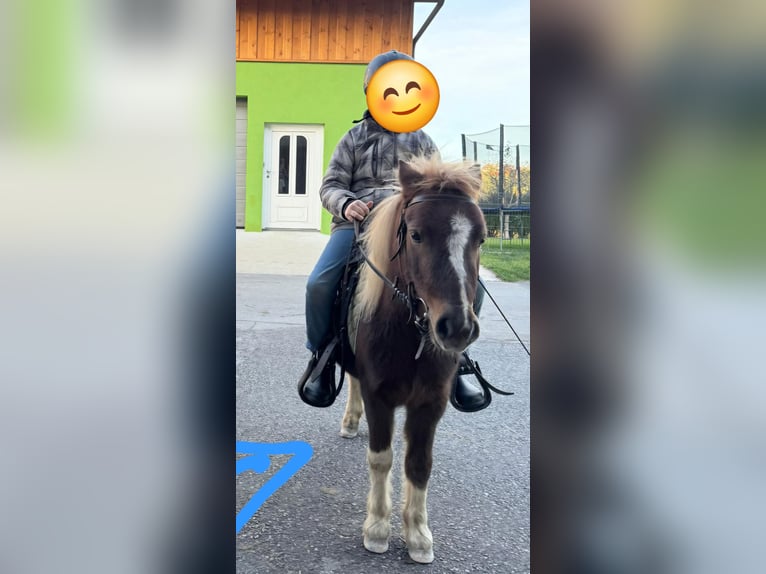 Ponis Shetland Caballo castrado 4 años 100 cm Pío in Neumarkt