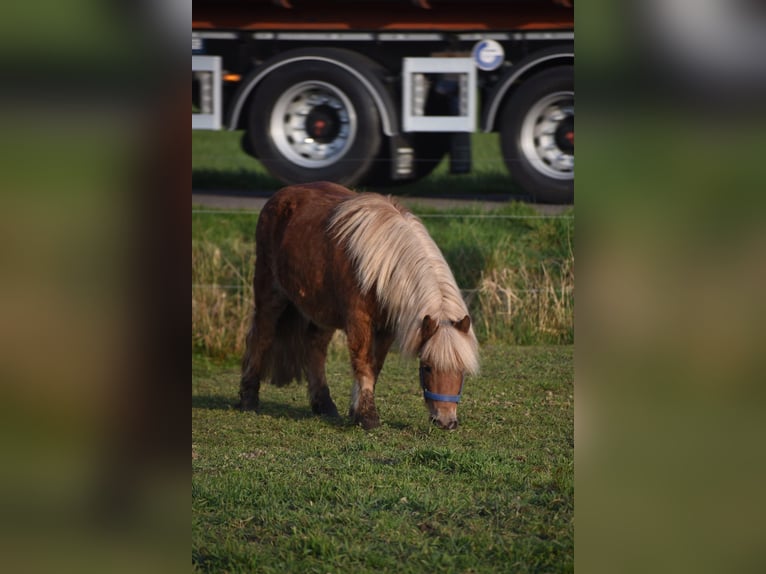 Ponis Shetland Caballo castrado 4 años 110 cm Alazán in Achtmaal
