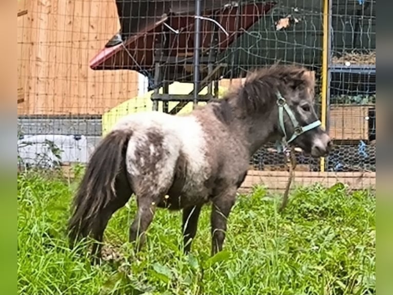 Ponis Shetland Caballo castrado 4 años 110 cm Atigrado/Moteado in Bruck