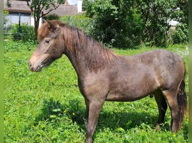 Ponis Shetland Caballo castrado 4 años 110 cm Atigrado/Moteado in Bruck