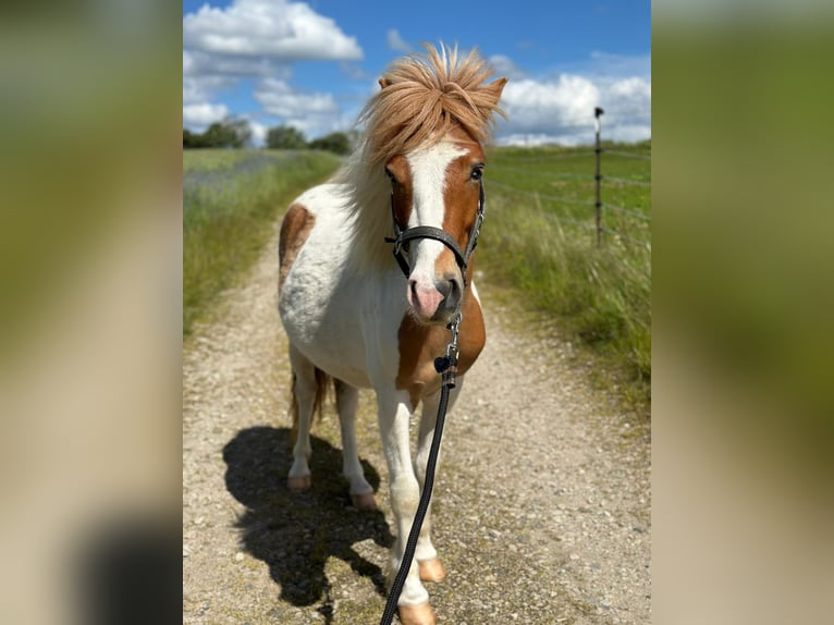 Ponis Shetland Caballo castrado 4 años 110 cm Pío in Wurzbach