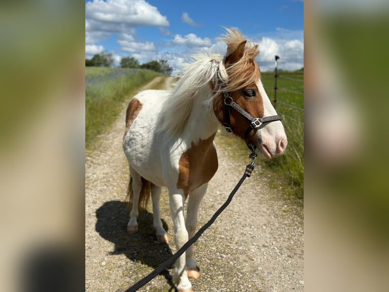 Ponis Shetland Caballo castrado 4 años 110 cm Pío in Wurzbach
