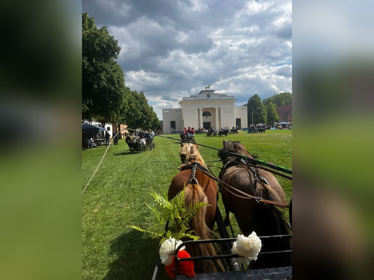 Ponis Shetland Caballo castrado 4 años 112 cm Alazán in Woltersdorf
