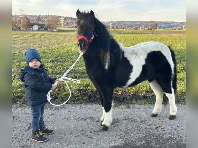 Ponis Shetland Caballo castrado 4 años 114 cm Pío in Riedlingen